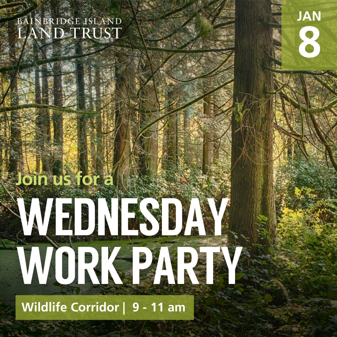 Graphic with text over a photo of a mossy tree and pond in the Wildlife Corridor. Text reads "Join us for a Wednesday Work Party. Jan 8 | Wildlife Corridor | 9-11am"