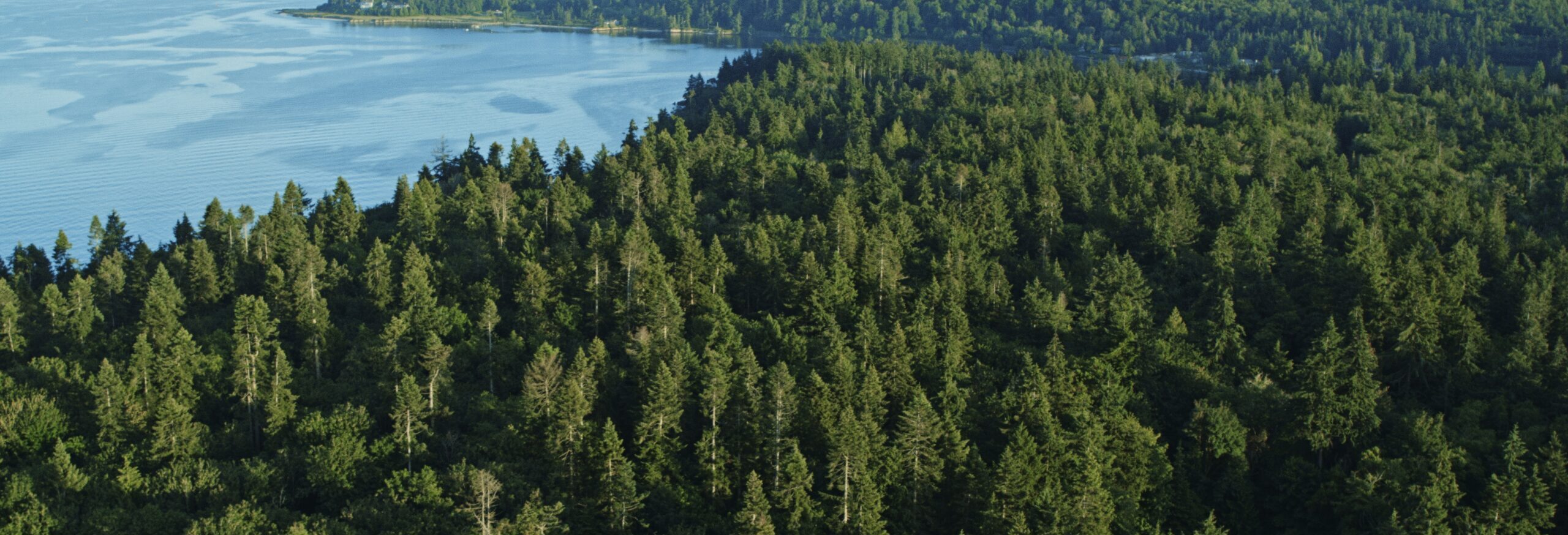 Aerial photo of Rockaway Bluff Preserve with dense evergreen forest and shoreline