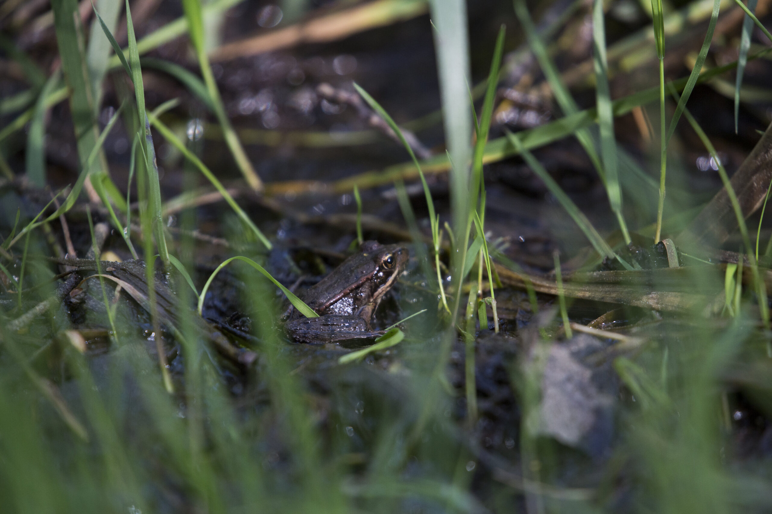 Northern Red-Legged Frog