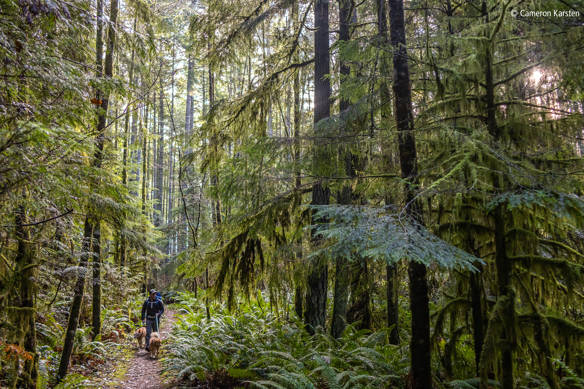 A person walking two dogs on a trail in the Grand Forest East, surrounded by towering conifer trees.