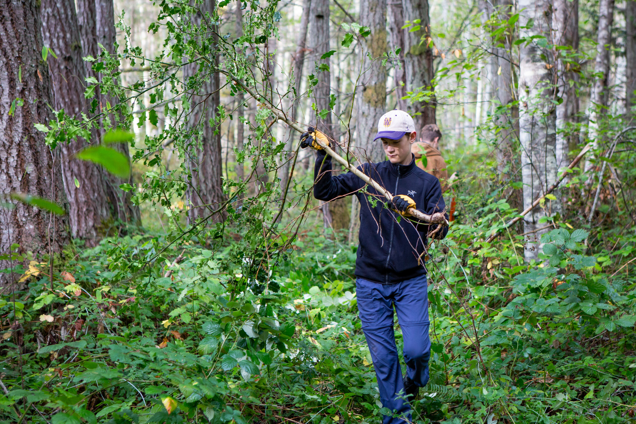 Boy holding an uprooted English holly plant at a work party in Cougar creek Preserve